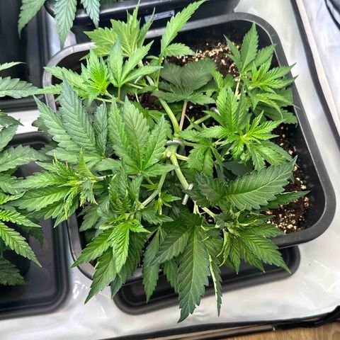 Euphoria #1 growlog timeline photo