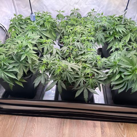 Euphoria #1 growlog timeline photo
