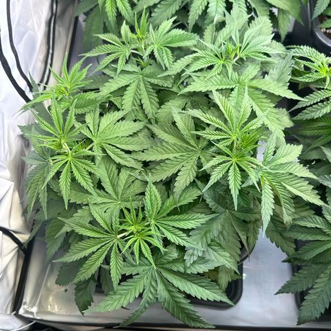 Queen #1 growlog timeline photo