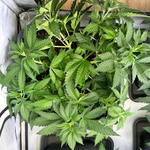 Euphoria #1 growlog timeline photo
