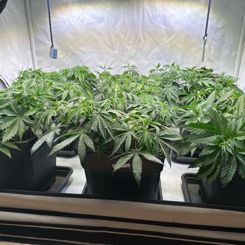 Euphoria #1 growlog timeline photo