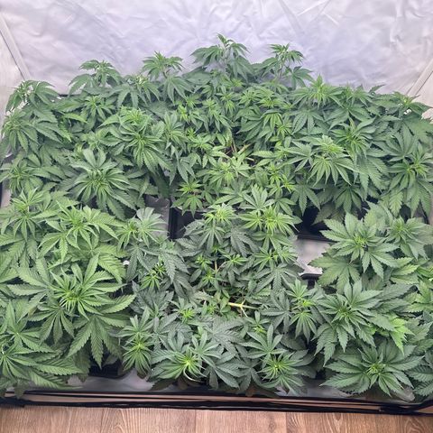Euphoria #1 growlog timeline photo