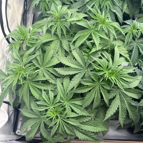 Queen #1 growlog timeline photo
