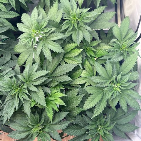 Euphoria #1 growlog timeline photo