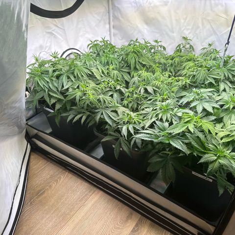 Euphoria #1 growlog photo: What a view 🥰