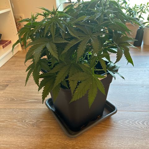 Queen #1 growlog photo: Start Flowering