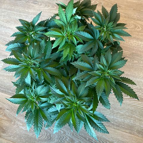 Euphoria #1 growlog timeline photo