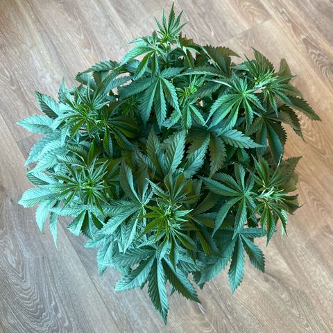 Queen #1 growlog timeline photo