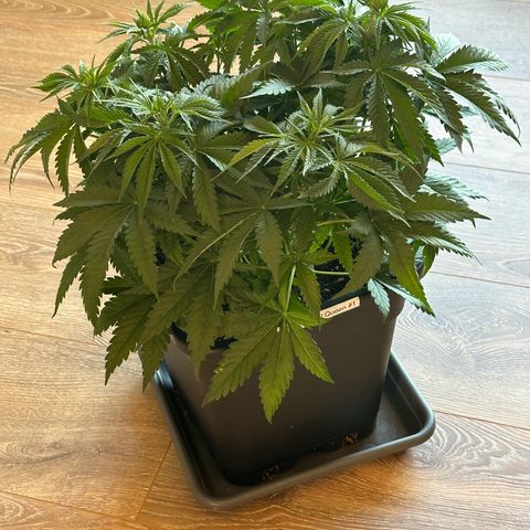 Queen #1 growlog timeline photo