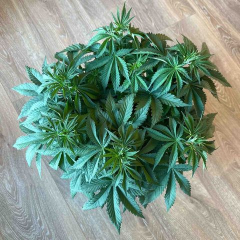 Queen #1 growlog timeline photo