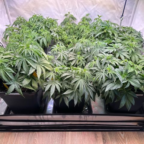 Euphoria #1 growlog timeline photo