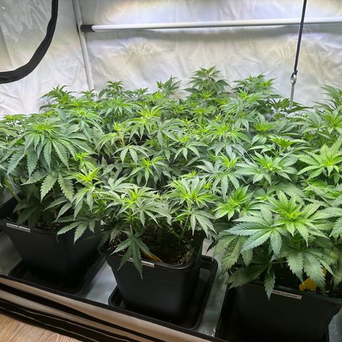 Euphoria #1 growlog timeline photo