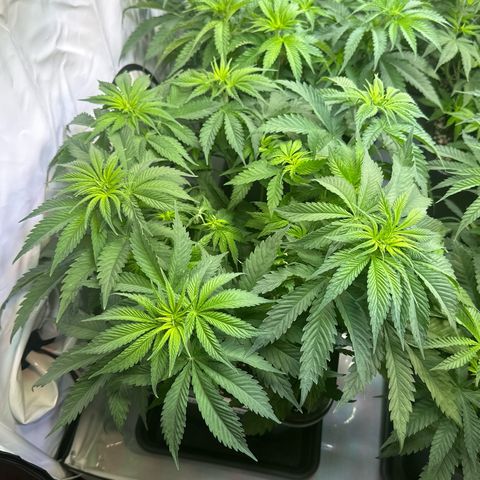 Queen #1 growlog timeline photo