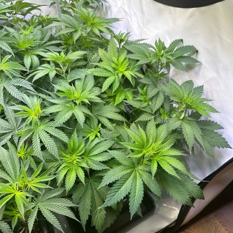 Euphoria #1 growlog timeline photo