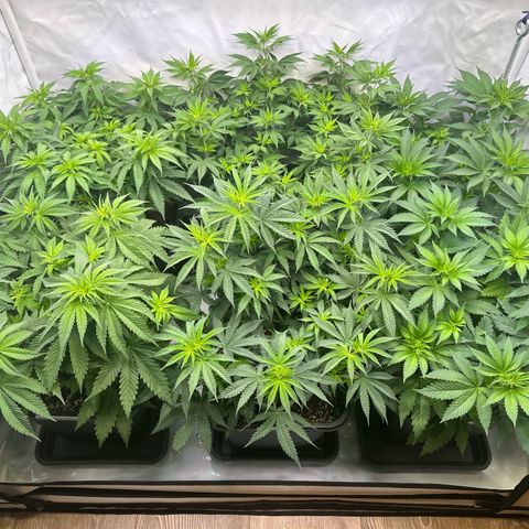 Euphoria #1 growlog timeline photo