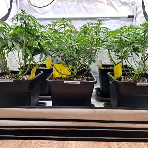 Euphoria #1 growlog timeline photo