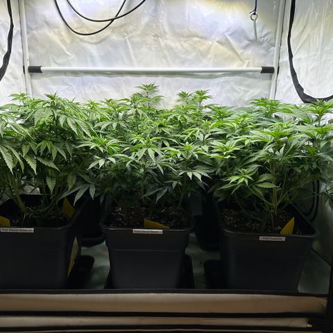 Euphoria #1 growlog timeline photo