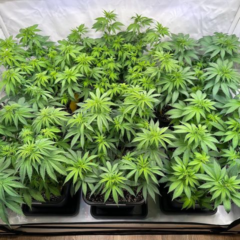 Euphoria #1 growlog timeline photo