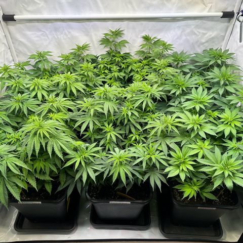 Euphoria #1 growlog timeline photo
