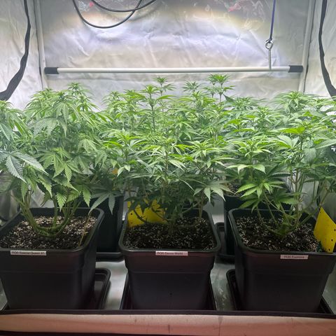 Euphoria #1 growlog timeline photo