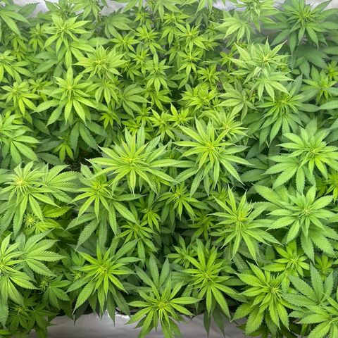 Euphoria #1 growlog timeline photo