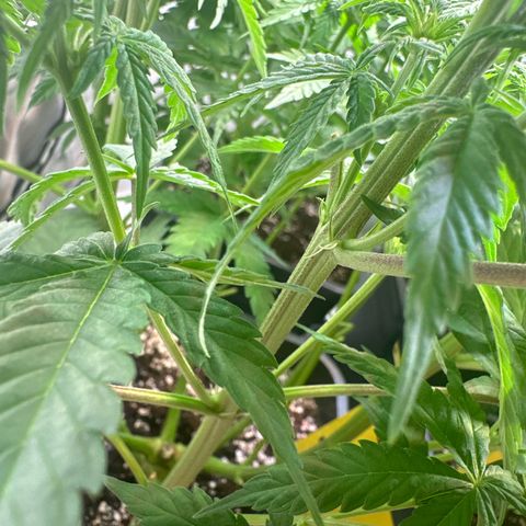 Euphoria #1 growlog timeline photo