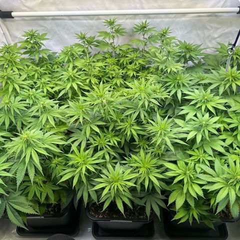 Euphoria #1 growlog timeline photo
