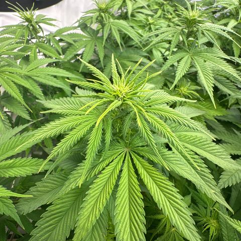 Queen #1 growlog timeline photo