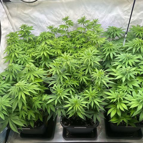 Euphoria #1 growlog timeline photo