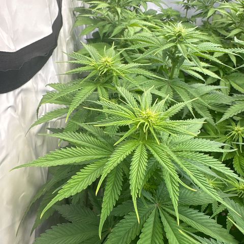 Euphoria #1 growlog timeline photo
