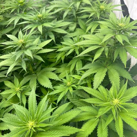 Euphoria #1 growlog timeline photo