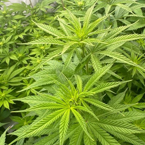 Euphoria #1 growlog timeline photo