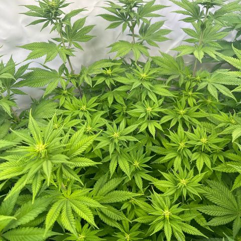Euphoria #1 growlog timeline photo