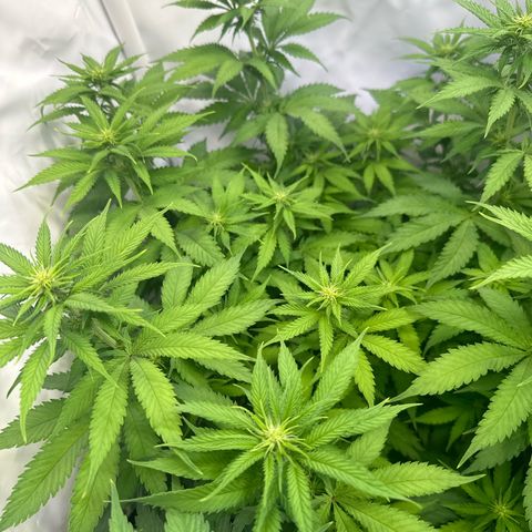 Euphoria #1 growlog timeline photo