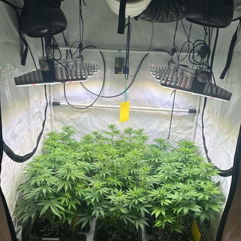 Euphoria #1 growlog timeline photo