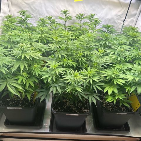 Euphoria #1 growlog timeline photo