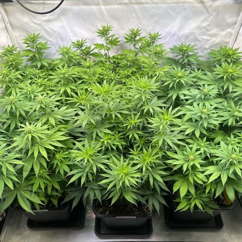 Euphoria #1 growlog photo: Full ⛺️ 