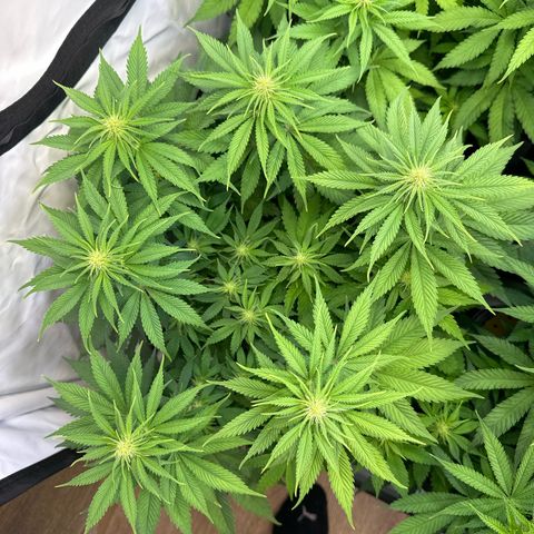 Queen #1 growlog timeline photo