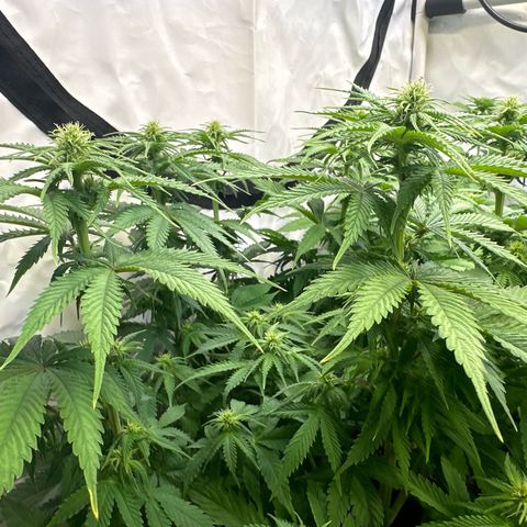 Queen #1 growlog timeline photo