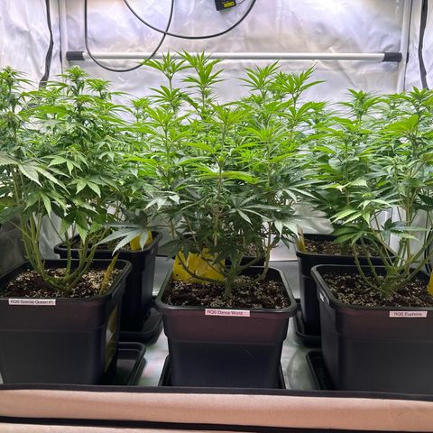 Euphoria #1 growlog photo: Full ⛺️ 