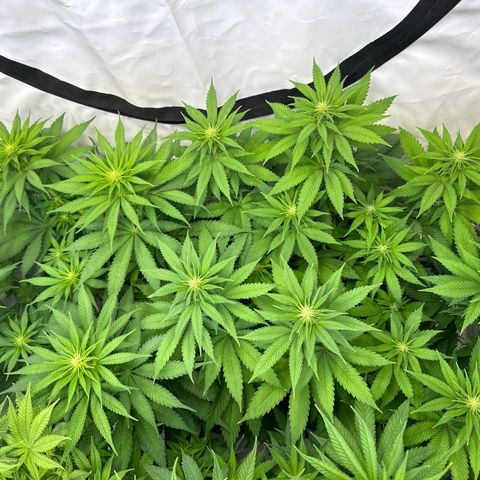 Euphoria #1 growlog timeline photo