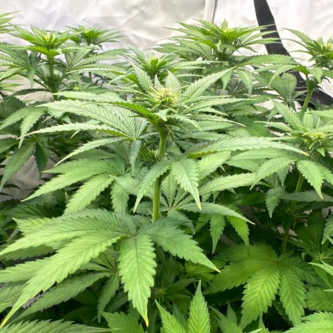 Euphoria #1 growlog timeline photo