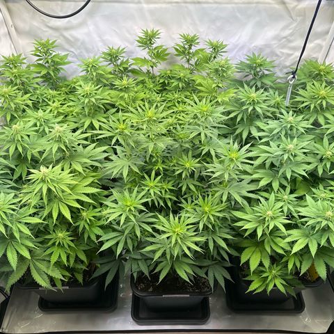 Euphoria #1 growlog timeline photo