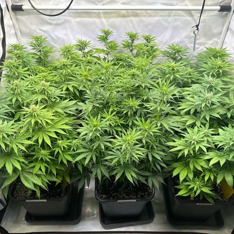 Euphoria #1 growlog timeline photo