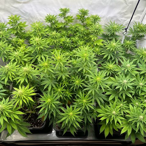 Euphoria #1 growlog timeline photo