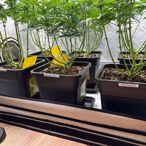 Euphoria #1 growlog timeline photo