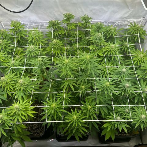 Euphoria #1 growlog timeline photo