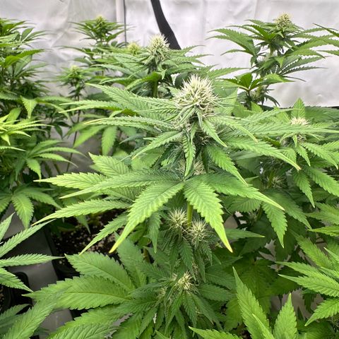 Euphoria #1 growlog timeline photo