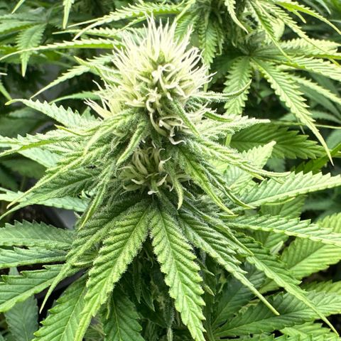 Euphoria #1 growlog timeline photo
