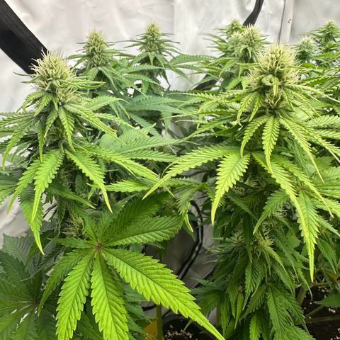 Euphoria #1 growlog timeline photo